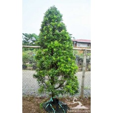 Lohansung (Podocarpus sp)